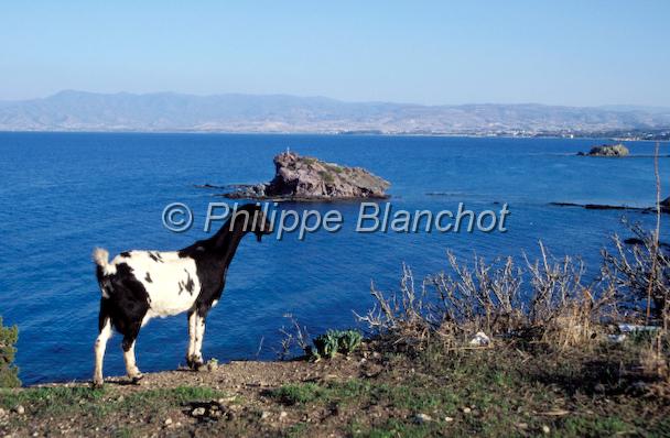 chypre 21.JPG - Péninsule d'AkamasChypre